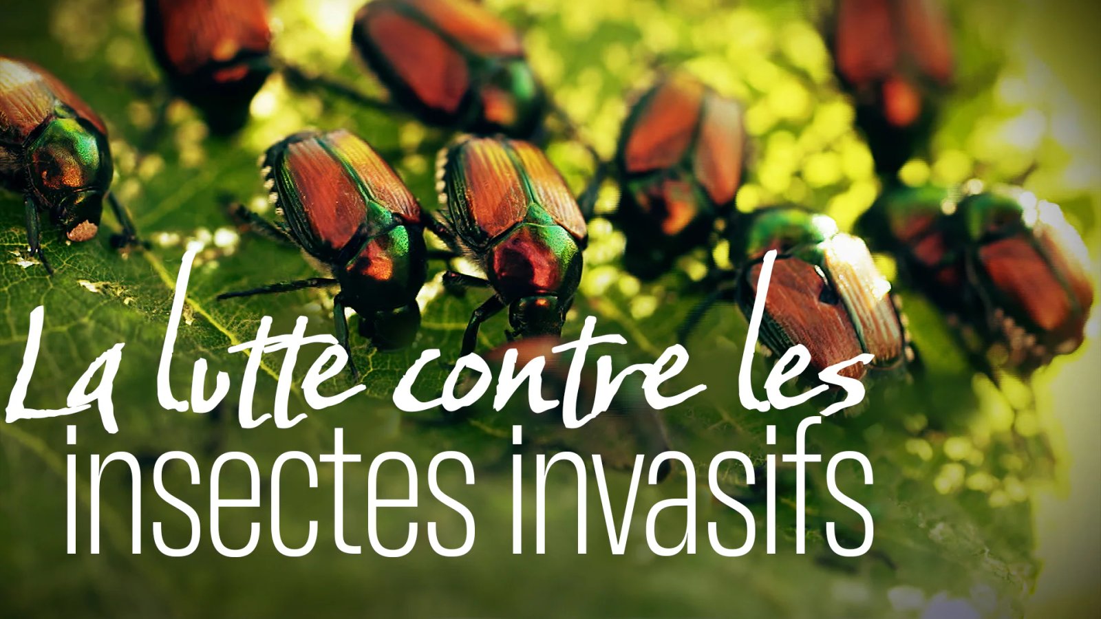 Formation insectes milieu agroalimentaire